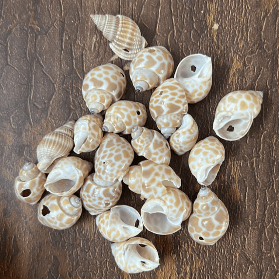 Shells 016