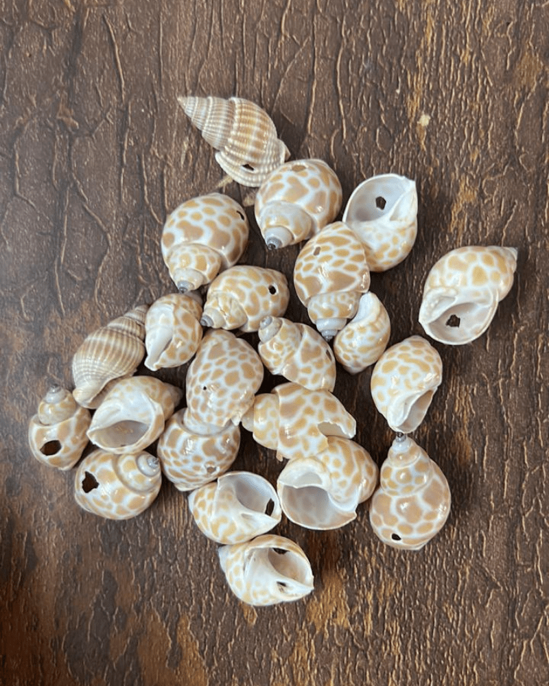 Shells 016