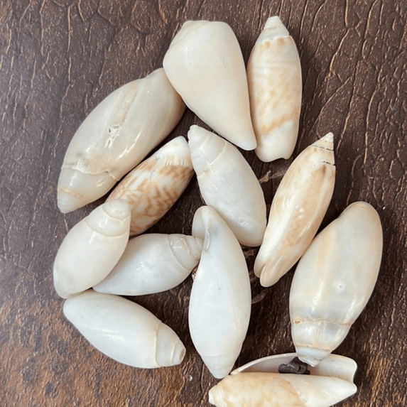 Shells 017