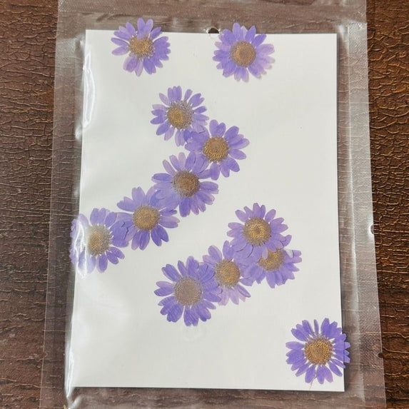 Daisy Press Flower - Purple