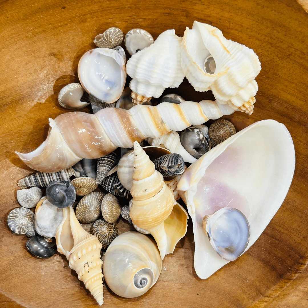 Mix Shells 02 – Art Gossips