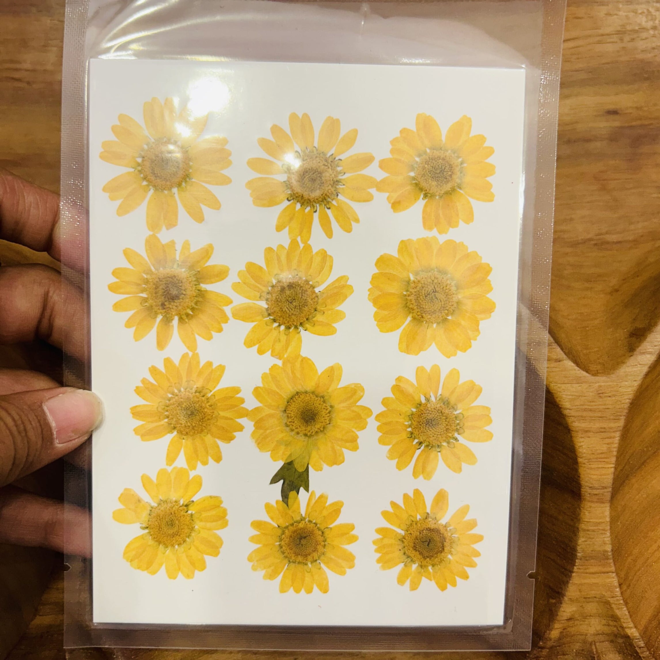 Daisy Press Flower - Yellow