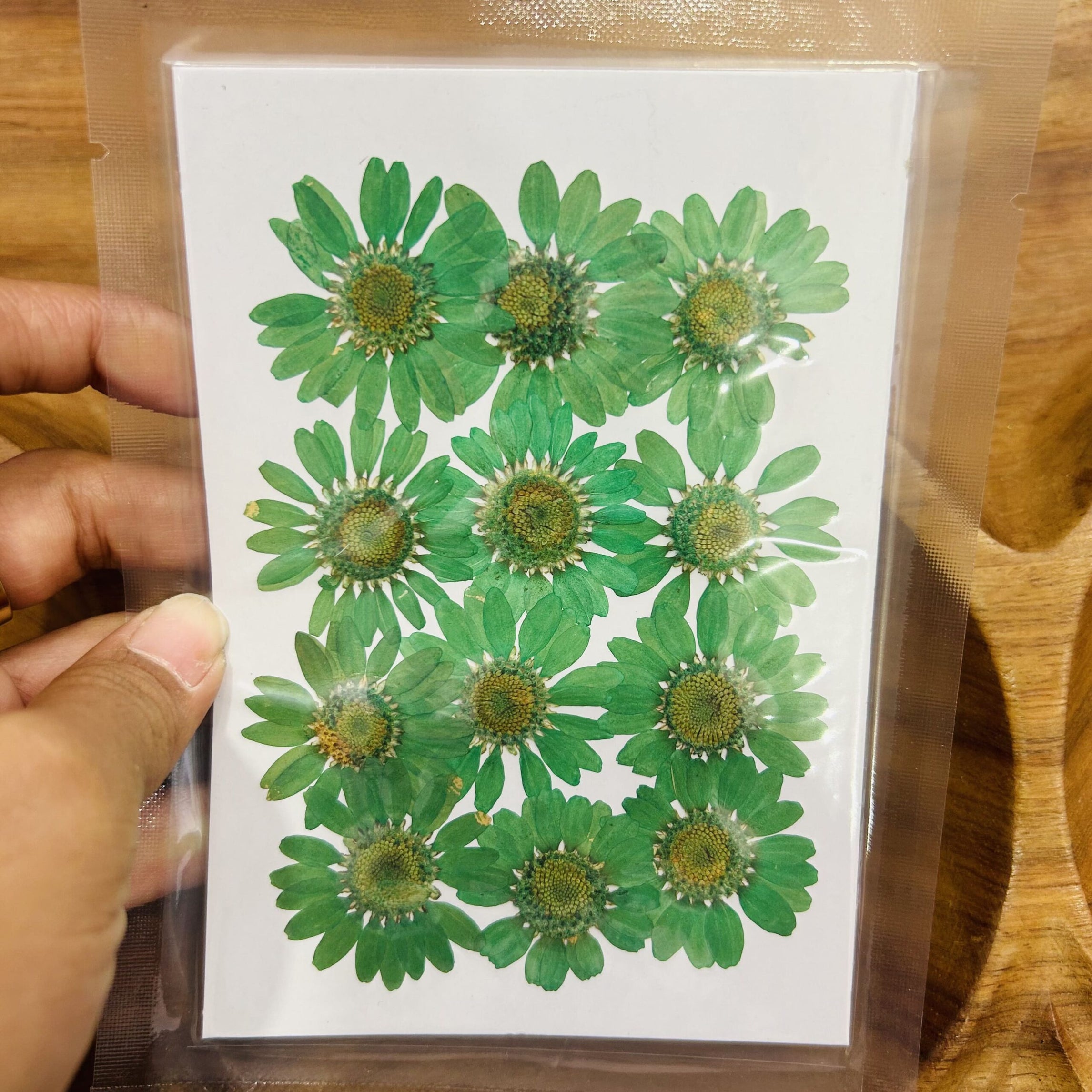 Daisy Press Flower - Green