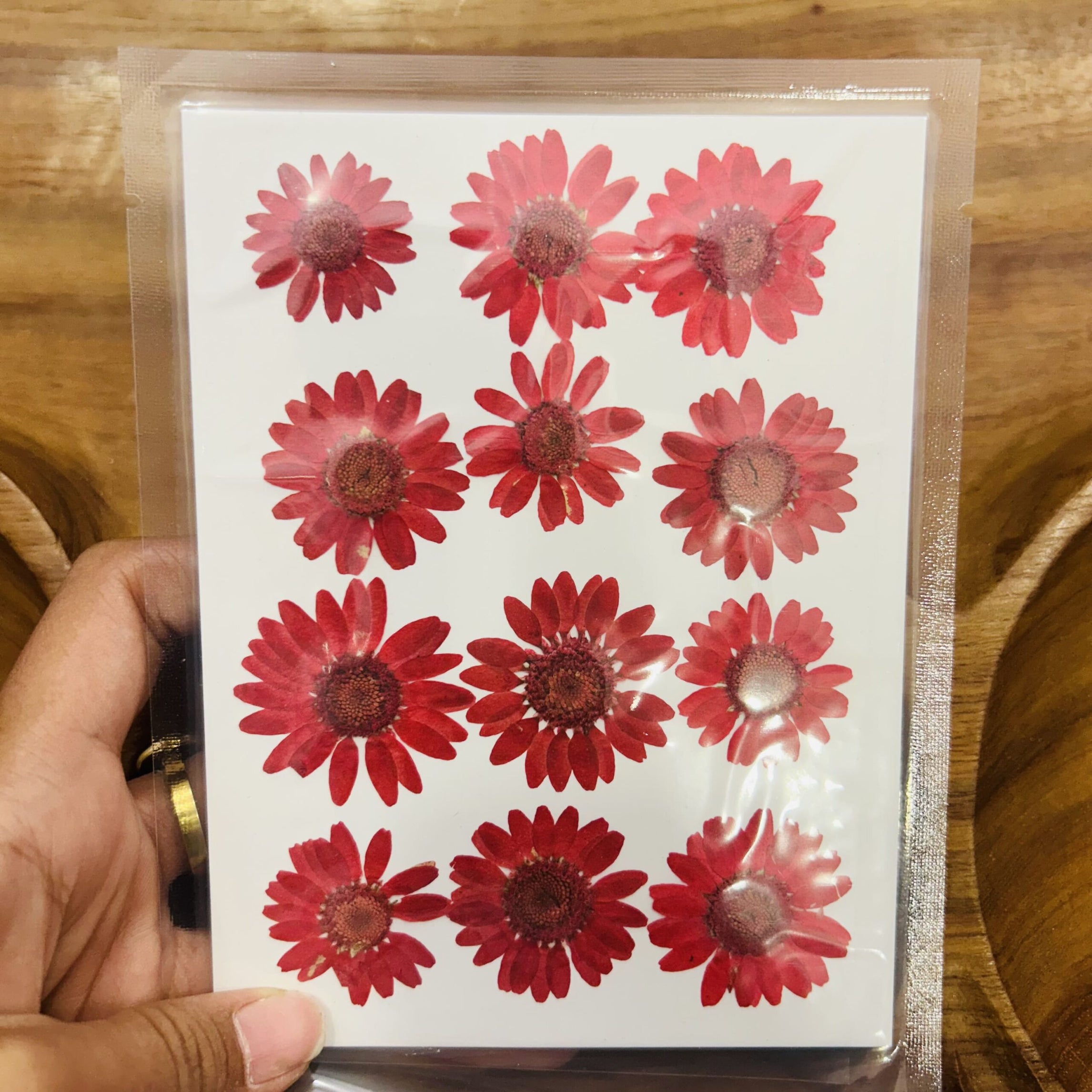 Daisy Press Flower - Red