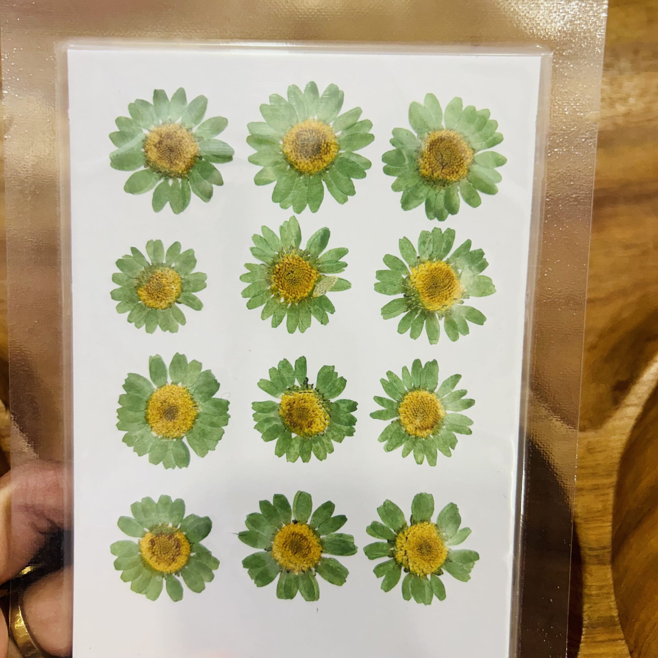 Daisy Press Flower - Parrot Green