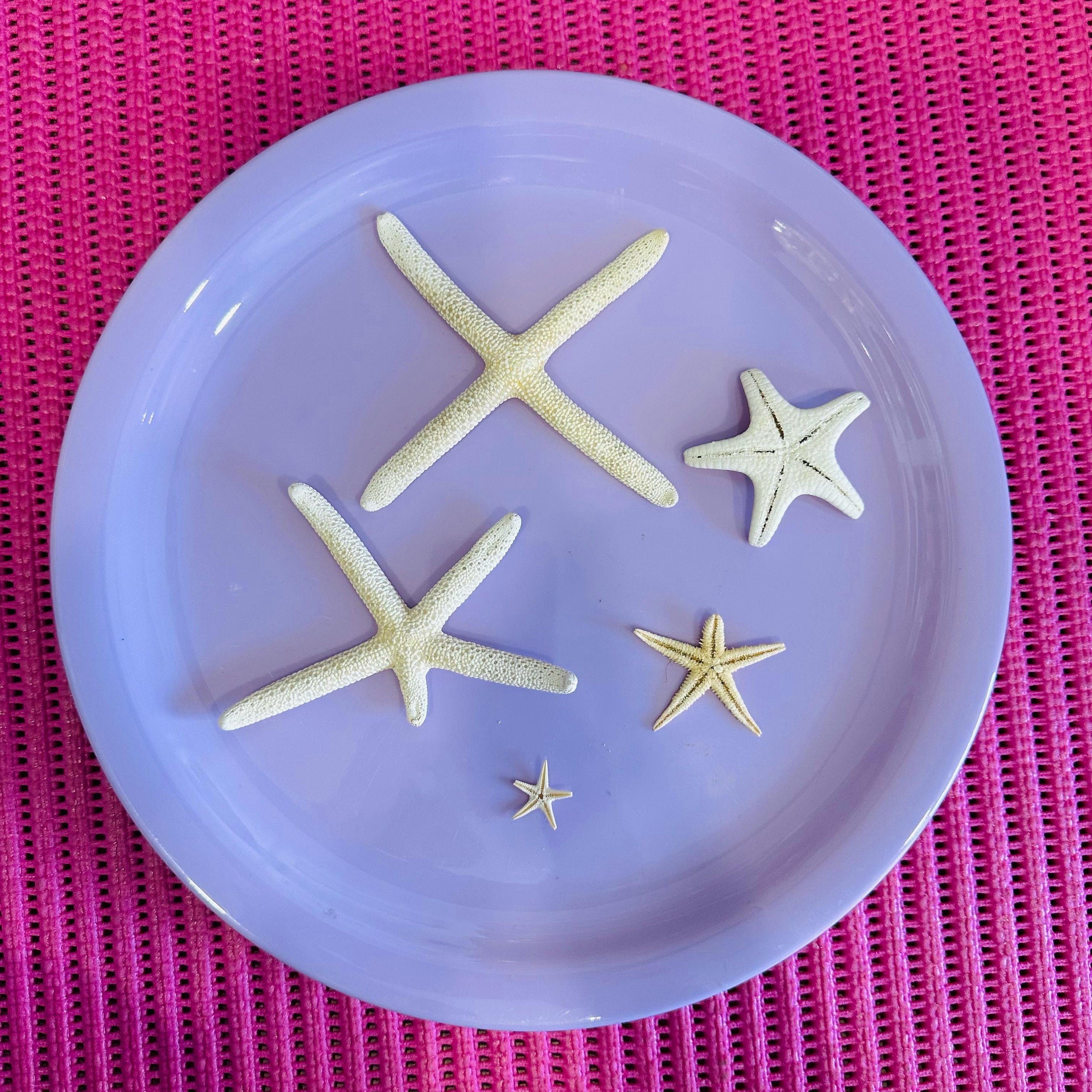 Real Star Fish Miniature